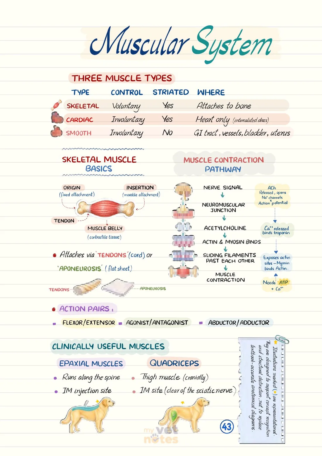 Muscular System