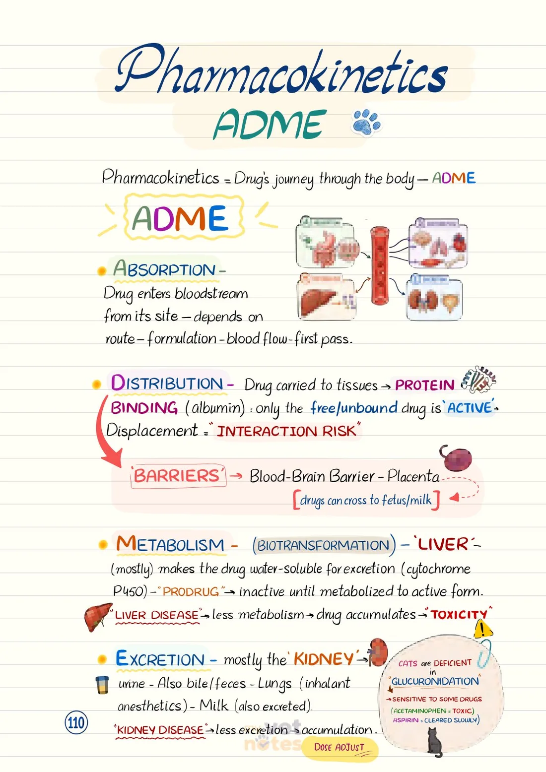 Pharmacokinetics ADME, page 110 of My Ultimate Veterinary Notes Bundle
